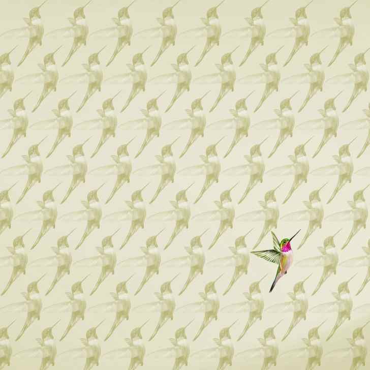 the odd hummingbird is here